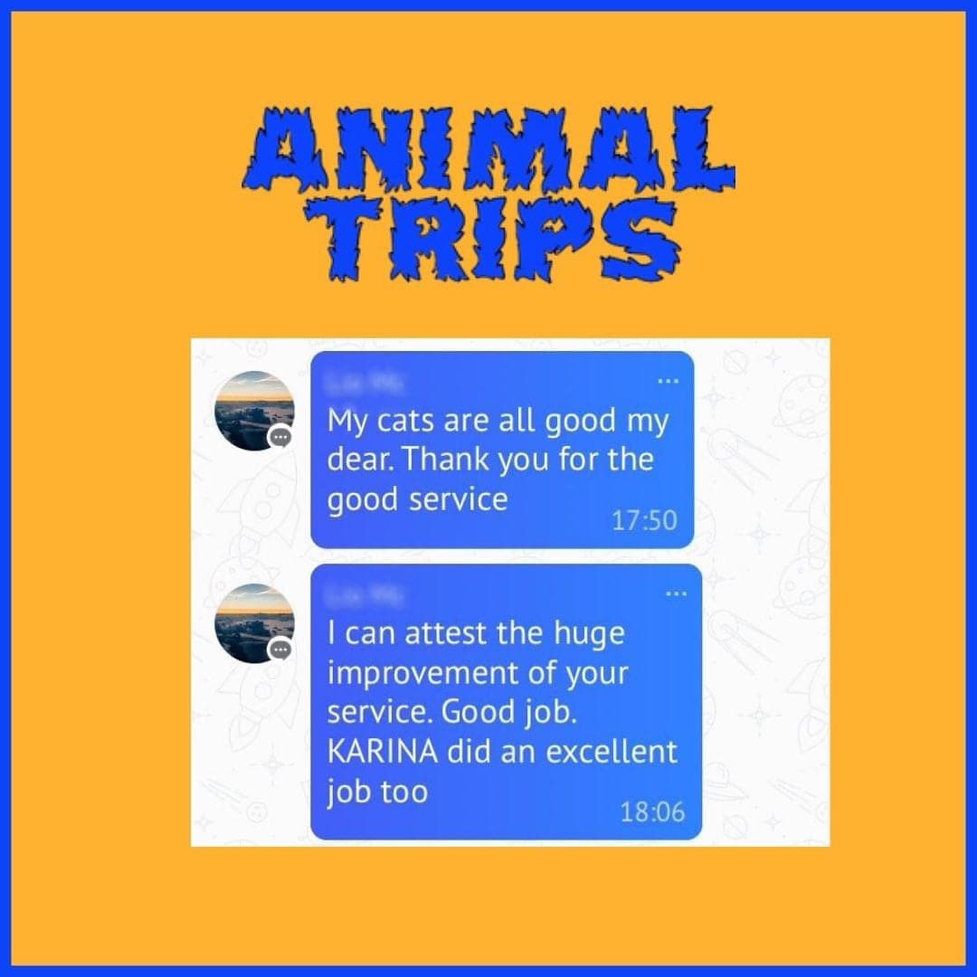 Отправка на филиппины кота. Отзыв Animal Trips